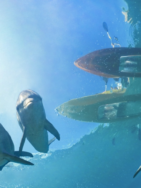 DOLPHIN CAY, ATLANTIS