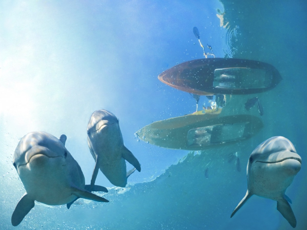 DOLPHIN CAY, ATLANTIS